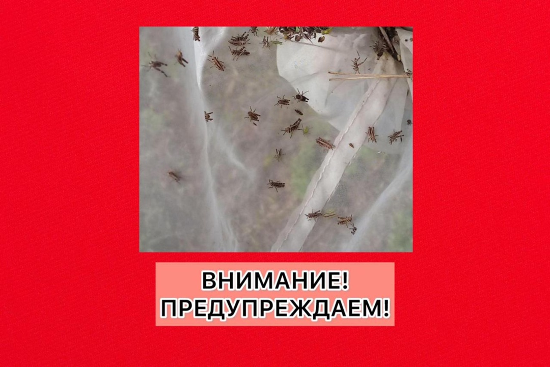 СИГНАЛИЗАЦИОННОЕ СООБЩЕНИЕ РОССЕЛЬХОЗЦЕНТРА по саранчовым вредителям.