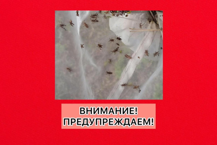 СИГНАЛИЗАЦИОННОЕ СООБЩЕНИЕ РОССЕЛЬХОЗЦЕНТРА по саранчовым вредителям. СИГНАЛИЗАЦИОННОЕ СООБЩЕНИЕ РОССЕЛЬХОЗЦЕНТРА по саранчовым вредителям.